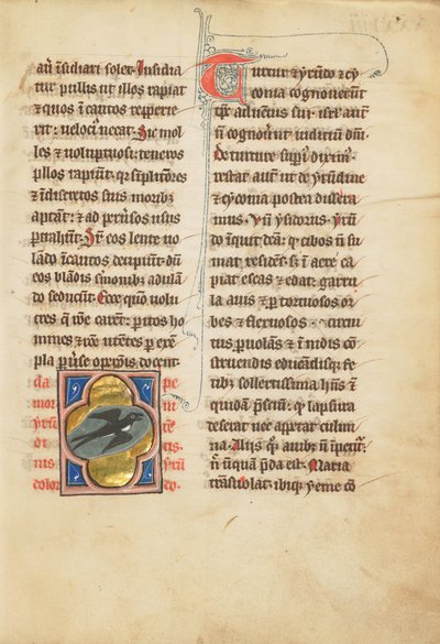 A Swallow by Unbekannt Unbekannt